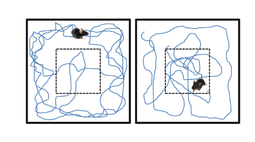 Open Field Test Image Neurological - VIVOX