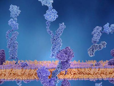 Enzymatic assays